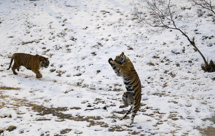 猛虎開啟雪地撒歡模式