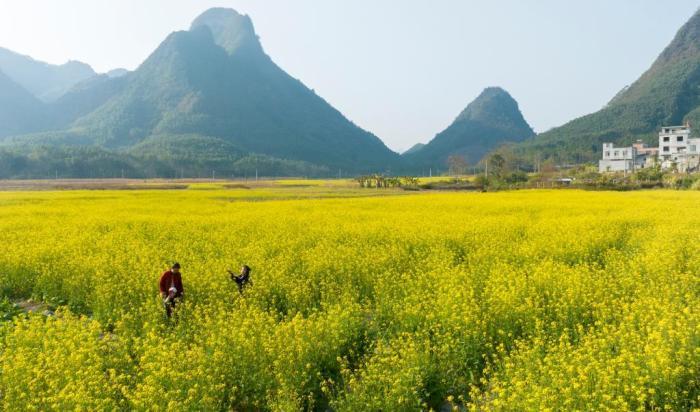 廣西南寧油菜花開扮靚鄉(xiāng)村