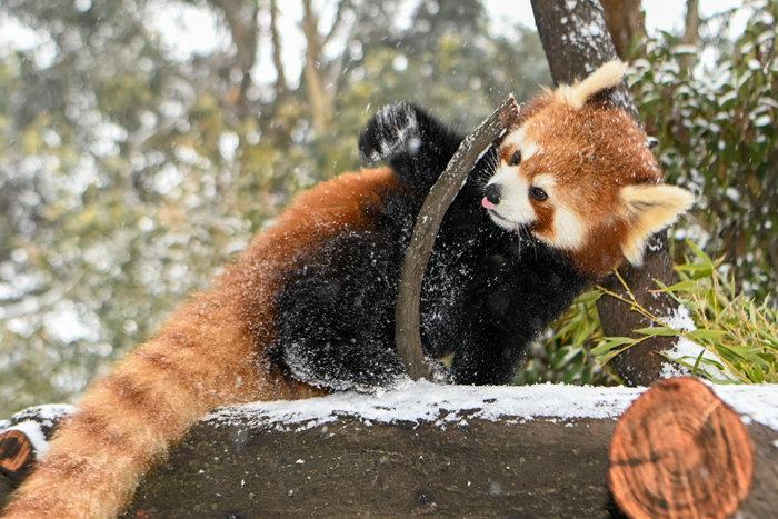 “春城”昆明迎降雪 動(dòng)物縱享雪趣